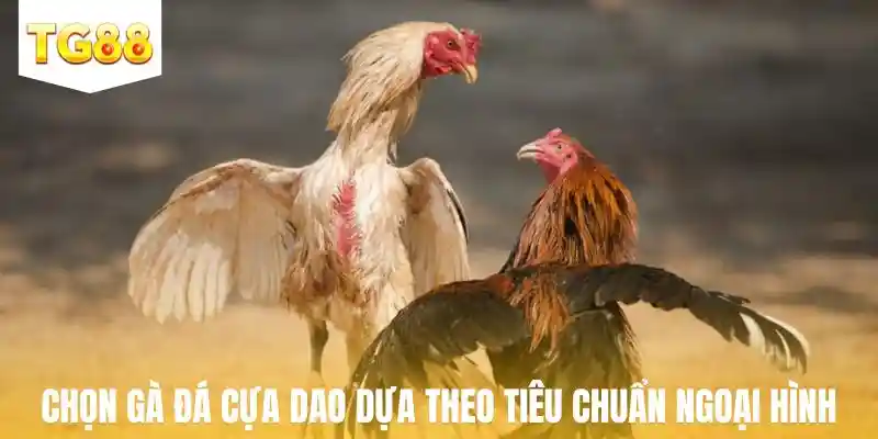 Chọn chiến kê cựa dao dựa theo tiêu chuẩn ngoại hình