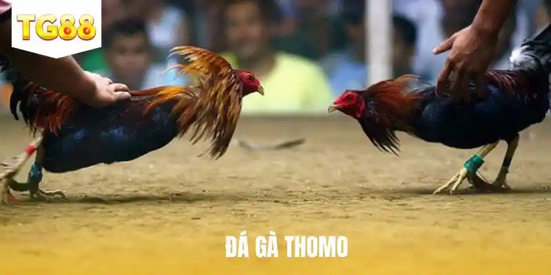 đá gà thomo tg88