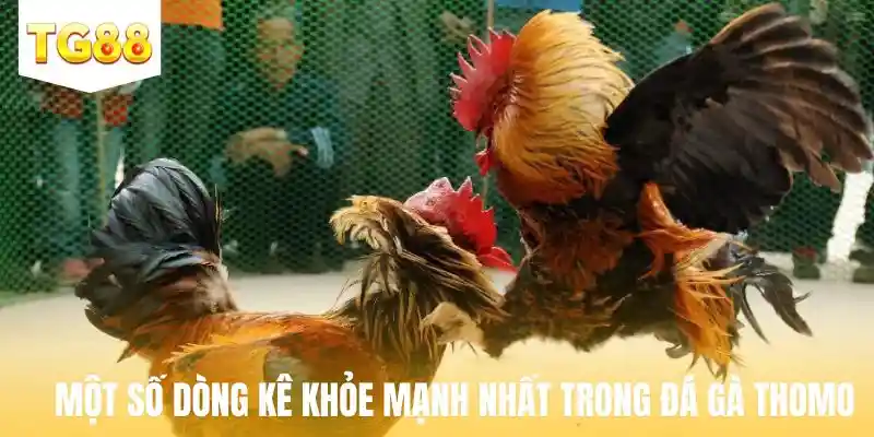 Một số dòng chiến kê khỏe mạnh nhất trong đá gà thomo