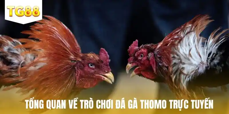 Tìm hiểu tổng quan về trò chơi đá gà thomo trực tuyến