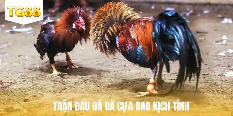 Trận đấu đá gà cựa dao kịch tính