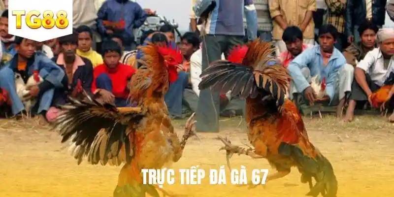 trực tiếp đá gà 67